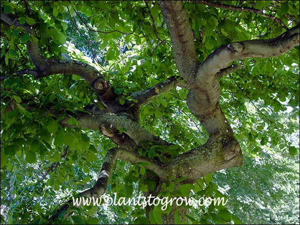Camperdown Elm (Ulmus glabra)  
A picture looking up from the bottom of the tree.